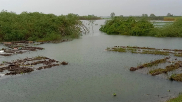 বৃষ্টিতে তলিয়ে গেছে ১৫ হাজার হেক্টর জমির ফসল