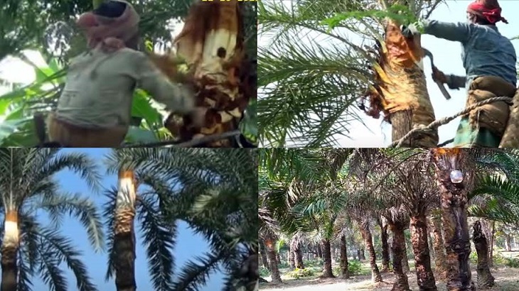 খেজুর রস সংগ্রহে ব্যস্ত বরিশালের গাছিরা